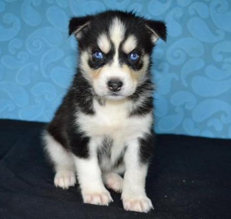 Husky Puppies