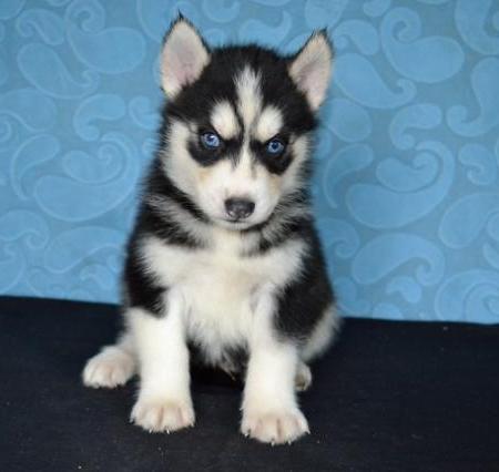 Siberian Husky Puppies Blue eyes Ready