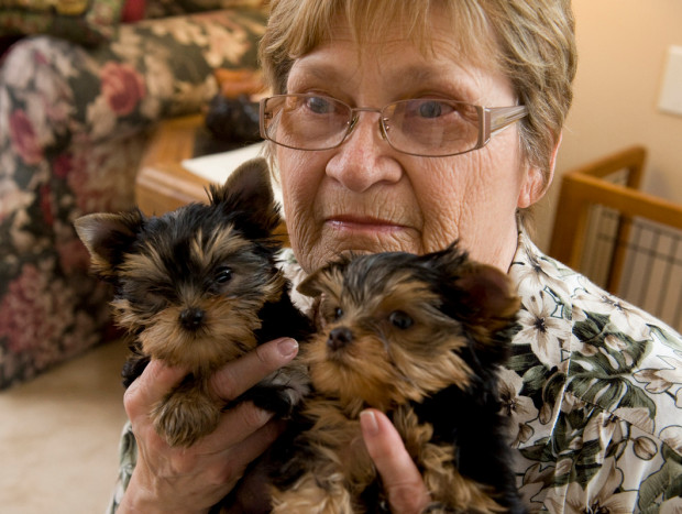 Excellent Tea-Cup Size Yorkie Puppies