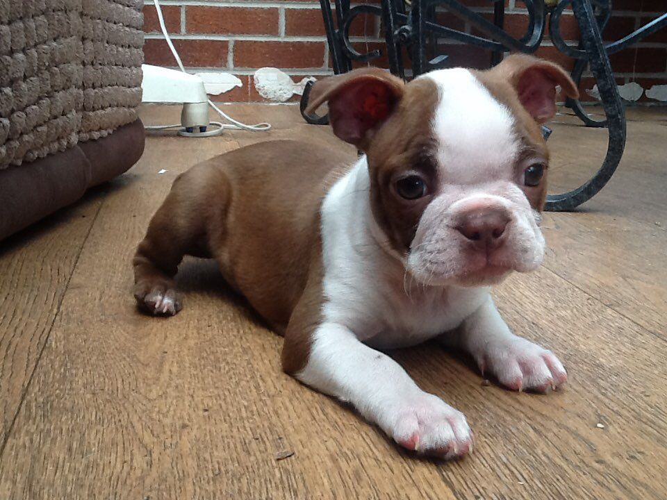 Gorgeous Boston Terrier puppies for sale. They