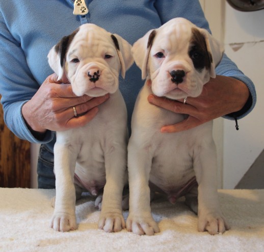 Adorable Boxer Puppies