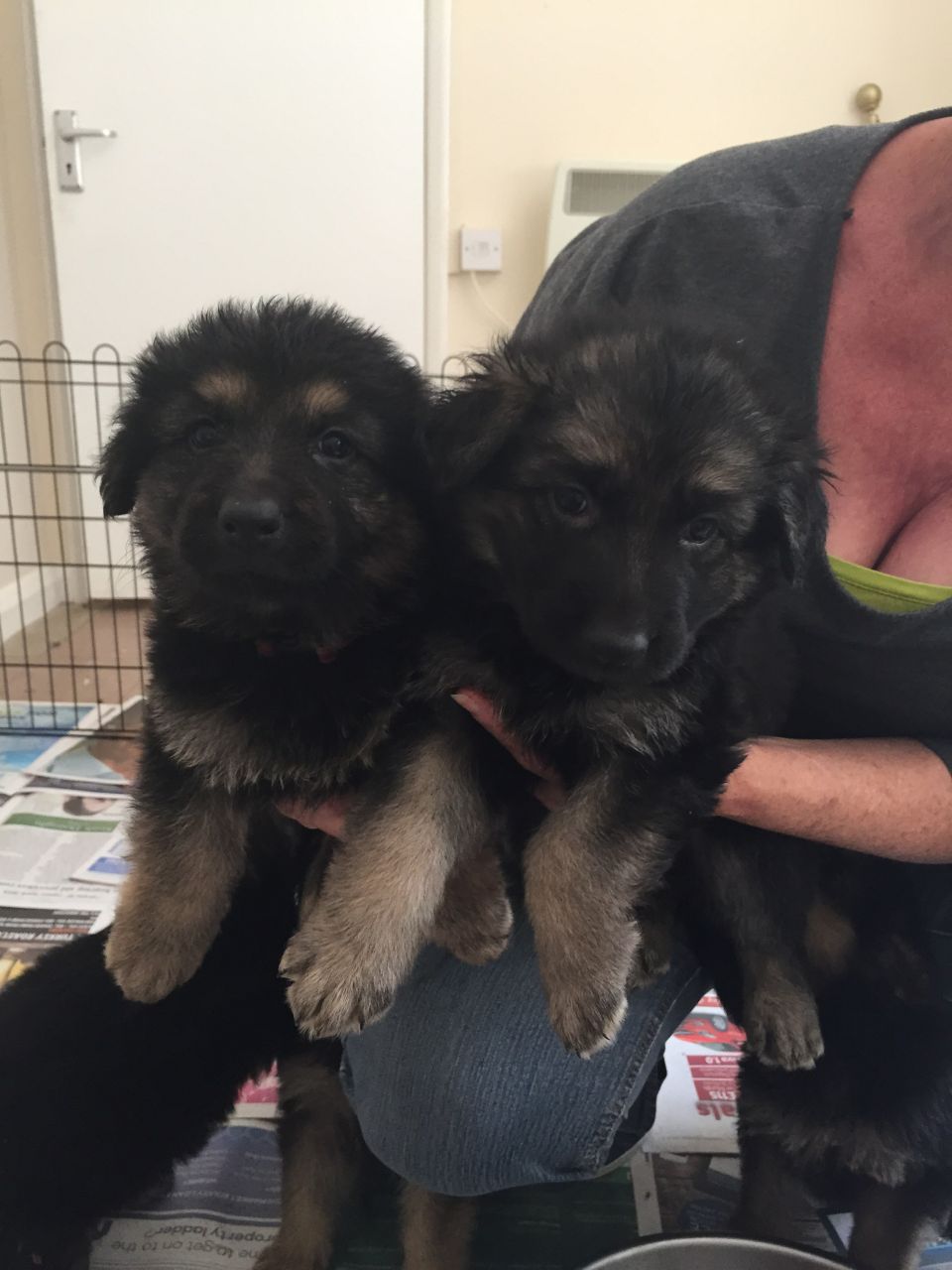 German Shepard puppies