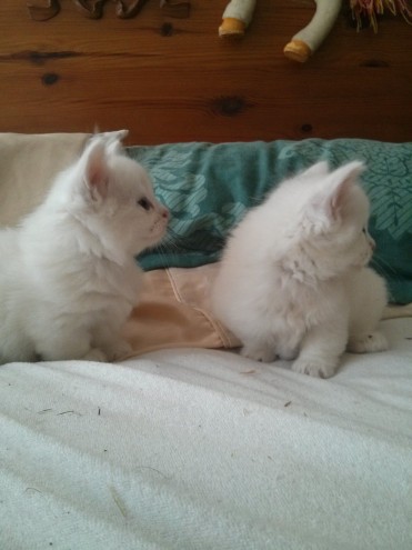 Stunning Munchkin Kittens