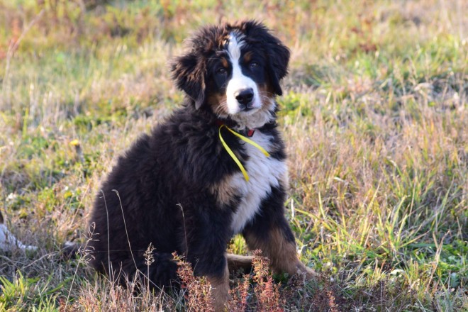 Bernese Mountain Dog 