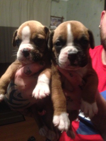 Boxer Pups Bobtails And Tails