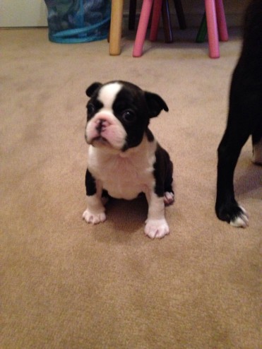 Boston Terrier Babies Kc Reg** 1 Girl 1 Boy**