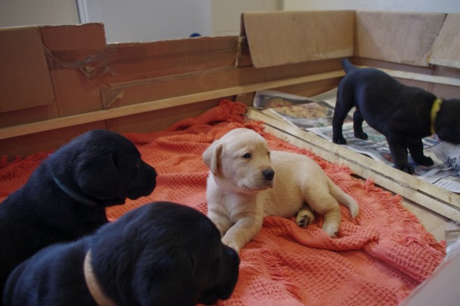 Labrador Puppies