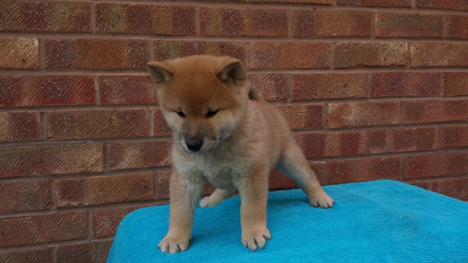 Lovely Litter Of Japanese Shiba Inu