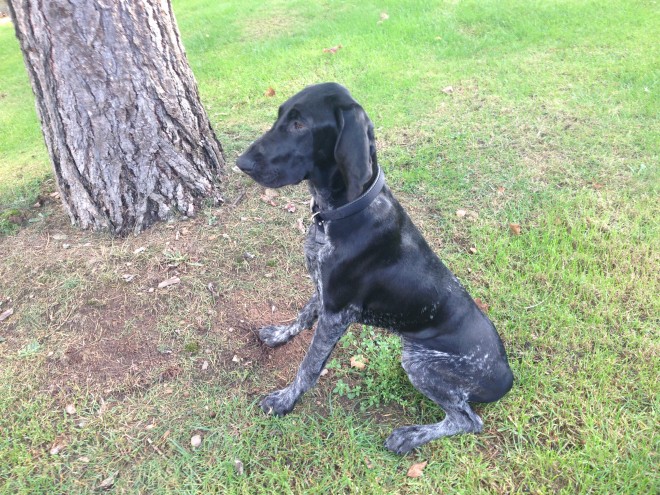 Bracco Italiano