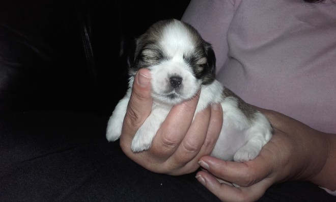 Lhasa Apso Puppies Ready Christmas 1boy 5 Girls