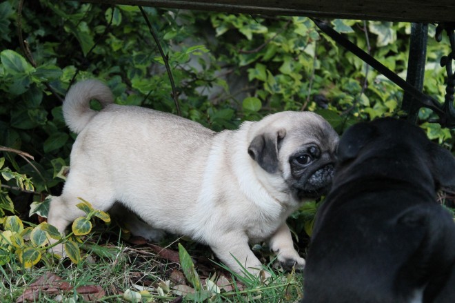 Pedigree Black And Fawn Puppies For Sale