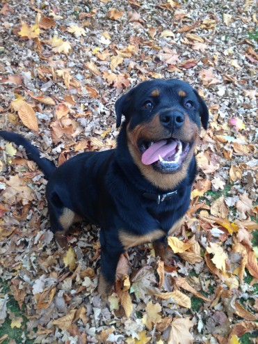 Loving Male Rottie Pup Fore Sale