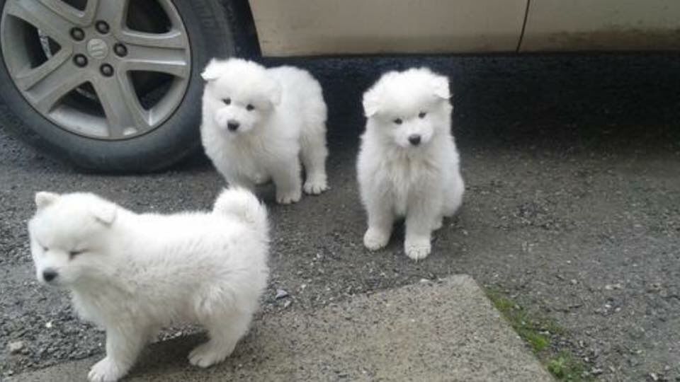 Beautiful Samoyed