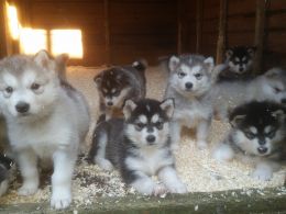 Alaskan Malamute  PUPPIES