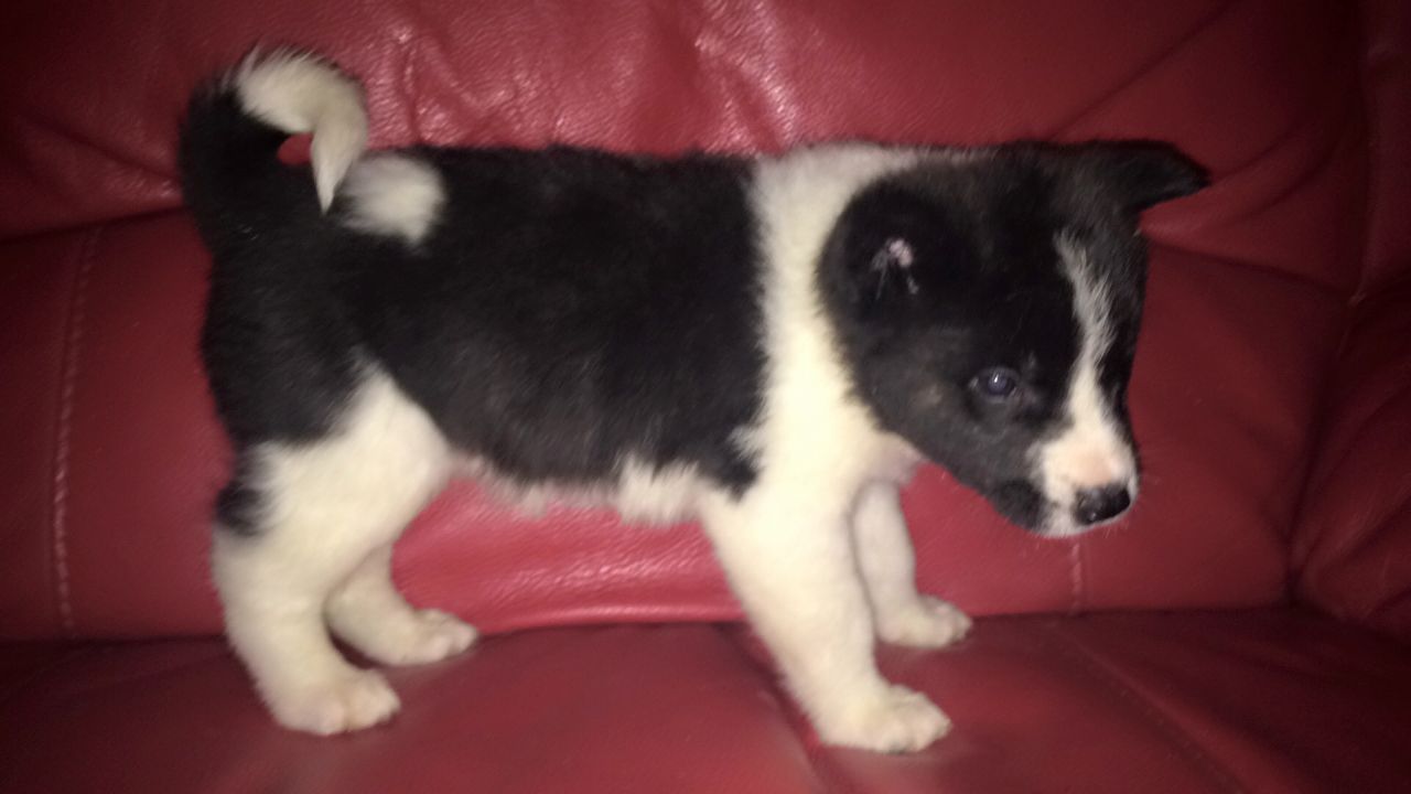 Cute and Beautiful American Akita Puppies For Sale.