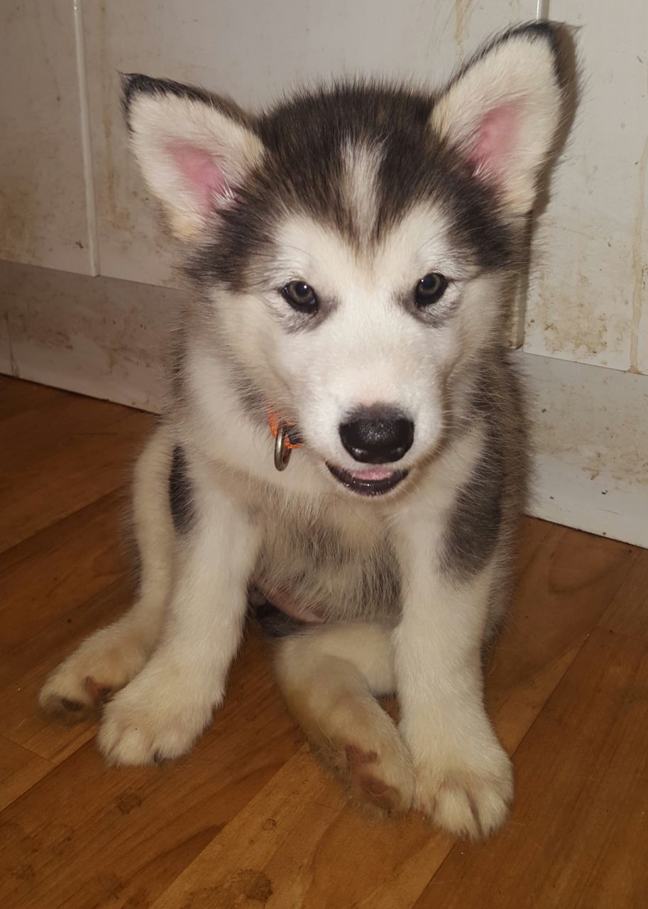 Kc Reg Alaskan Malamute Puppy Ready Now