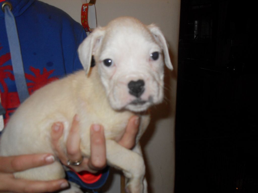 Stunning Bullmastiff Puppies Ready