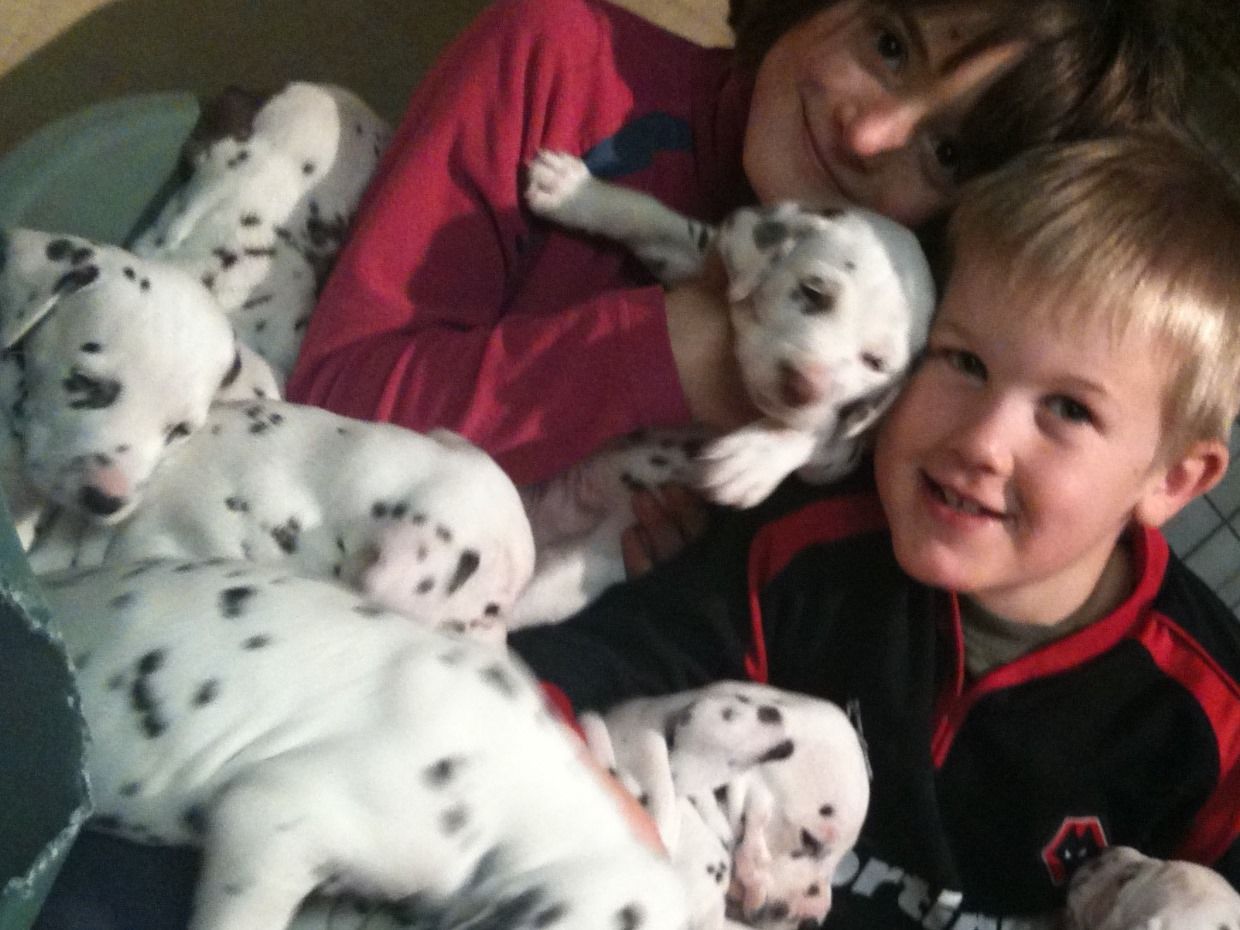 Gorgeous Dalmatian Puppies For Sale!