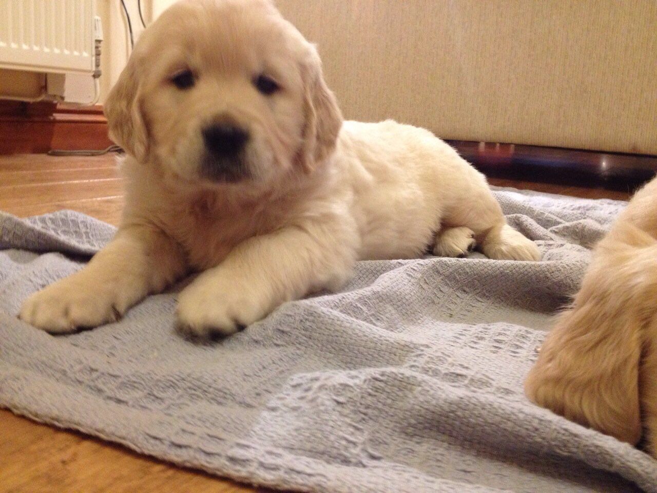 Beautiful Pedigree Golden Retriever Pups