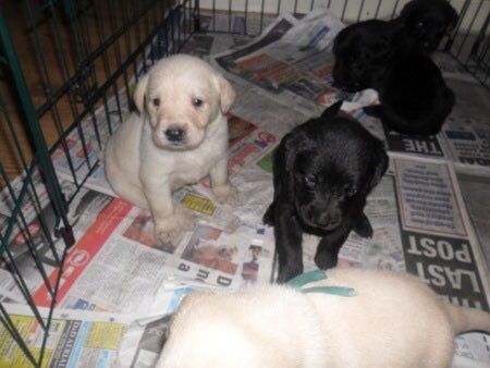 Labrador Puppies For Sale