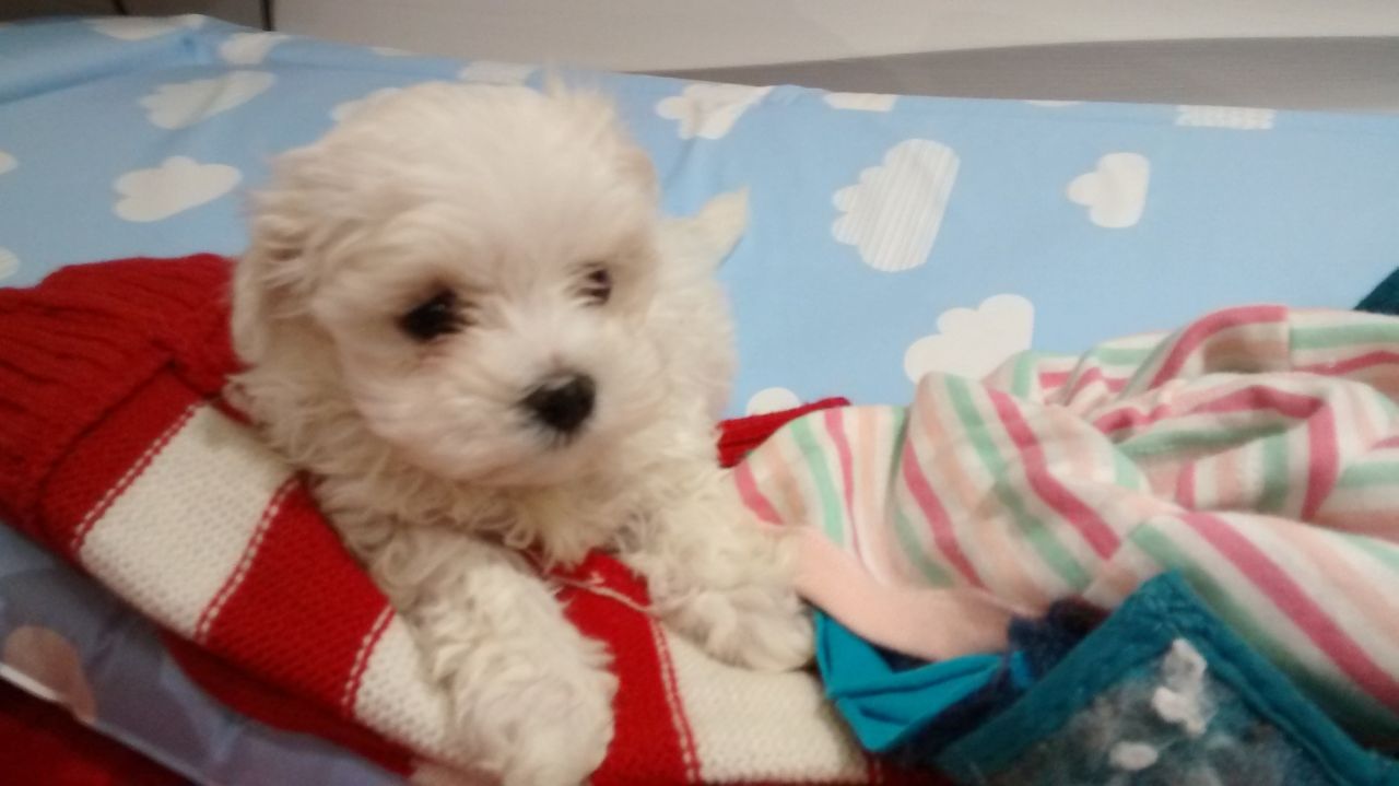 Beautiful Kc Maltese Puppies