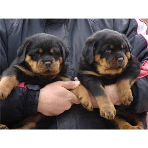 Rottweilers Puppies