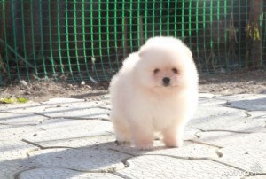 Pomeranian Puppiess