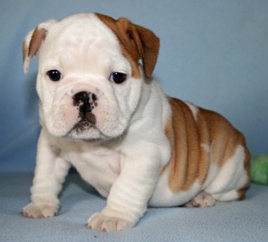  Bulldog Puppies