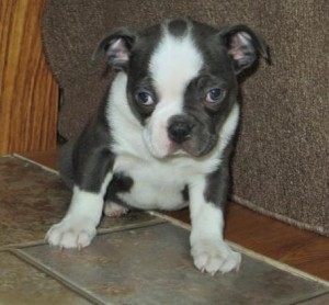 Boston Terrier puppies ready