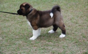  akita puppies