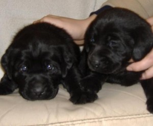 labrador pup