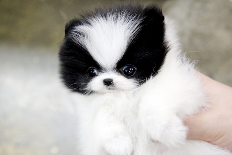 Male and Female Tiny Teacup Pomeranian Puppies For Adoption	