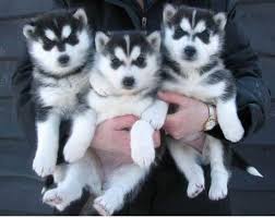 Registered Siberian Husky puppies for adoption