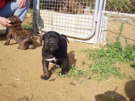 Alano Español cachorros