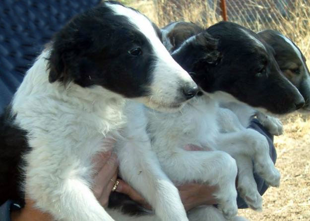 Barzoi cachorros para su aprobación