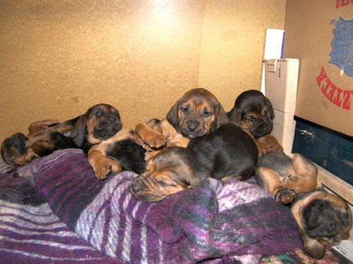 Bloodhound cachorros para un buen hogar y el cuidado