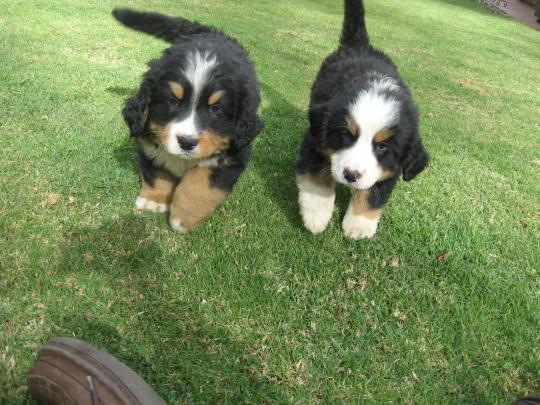 Boyero de Montaña Bernés cachorros