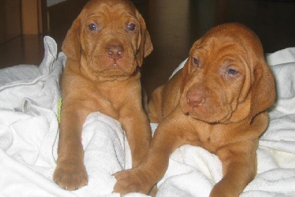 Braco Húngaro cachorros para su aprobación