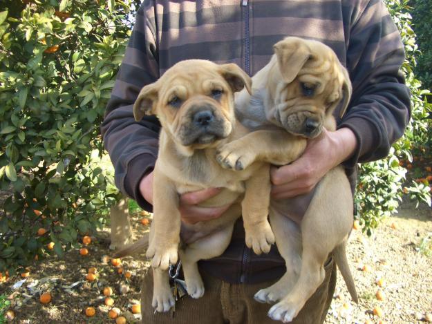 Ca de Bou cachorros para su aprobación