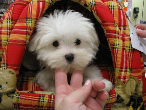 Precious Teacup Maltese puppies available for sale. 