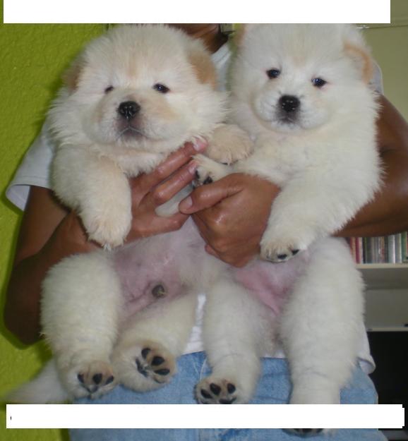 Chow Chow cachorros para buen hogar