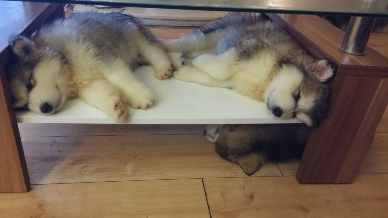 Alaskan Malamute Puppies For Christmas