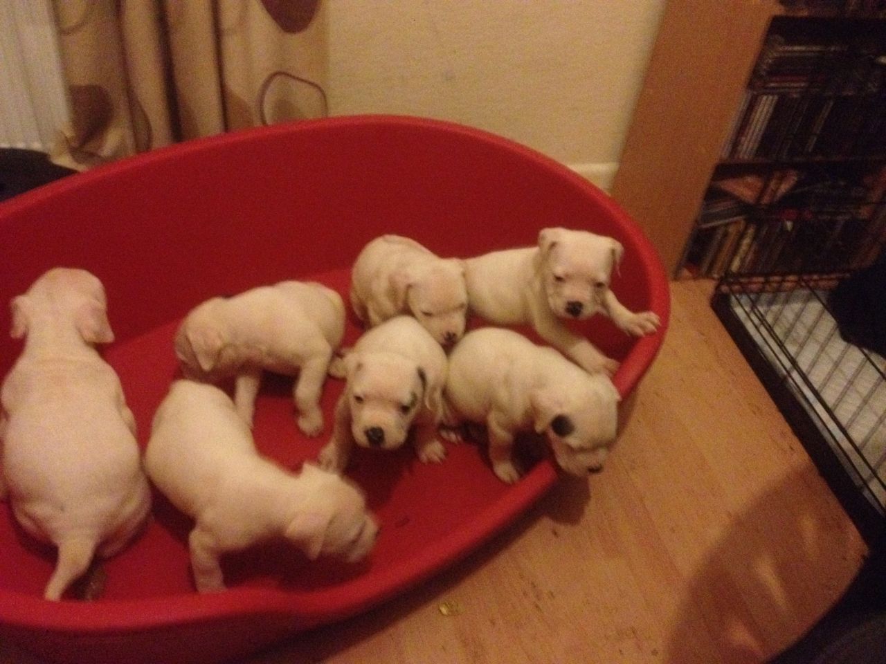 American Bulldog Puppies For Christmas