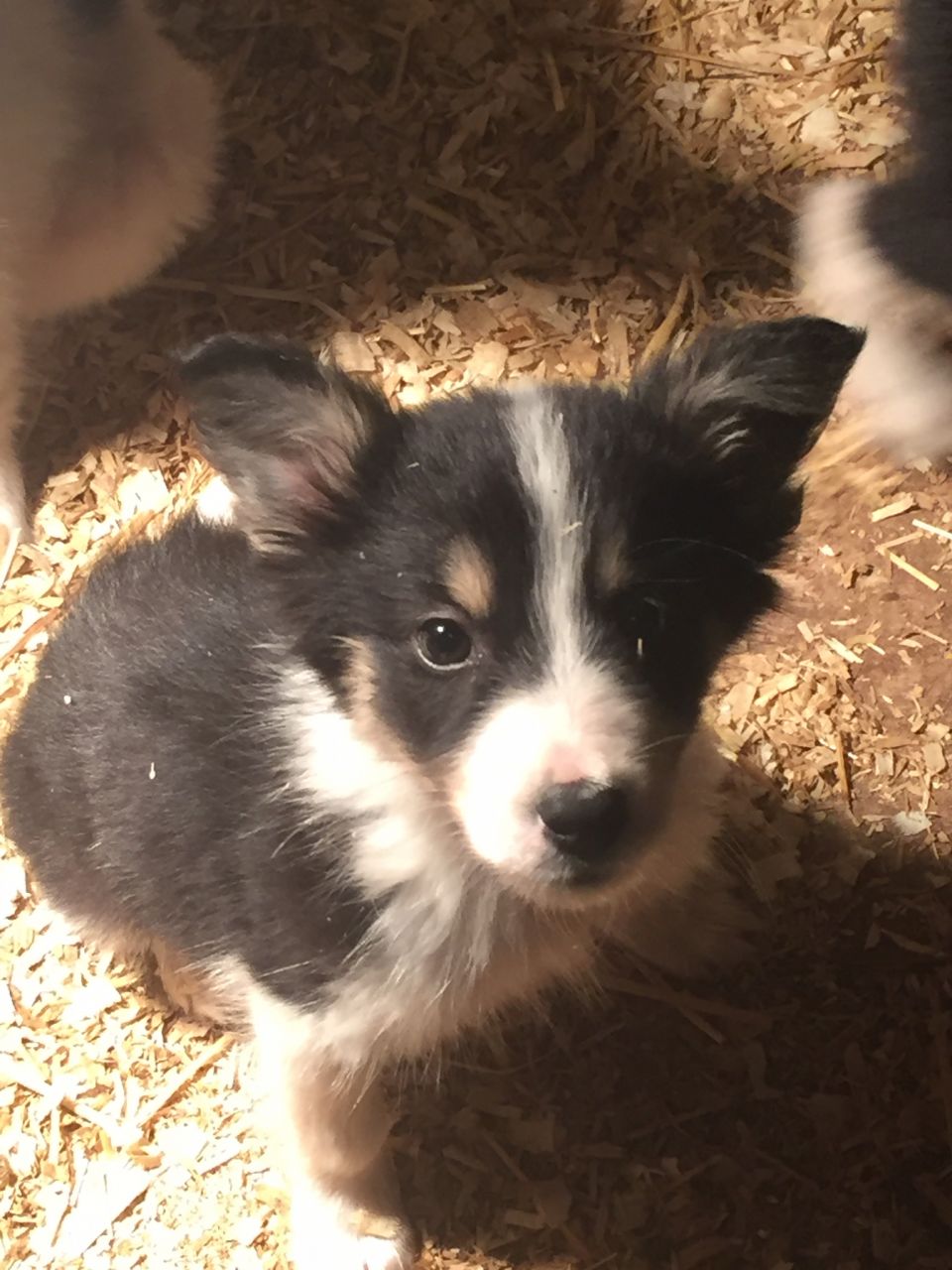 优秀边境牧羊犬出售小狗