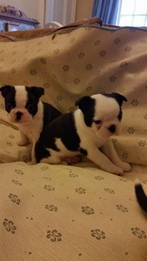 Wonderful Boston Terrier Puppies For Sale
