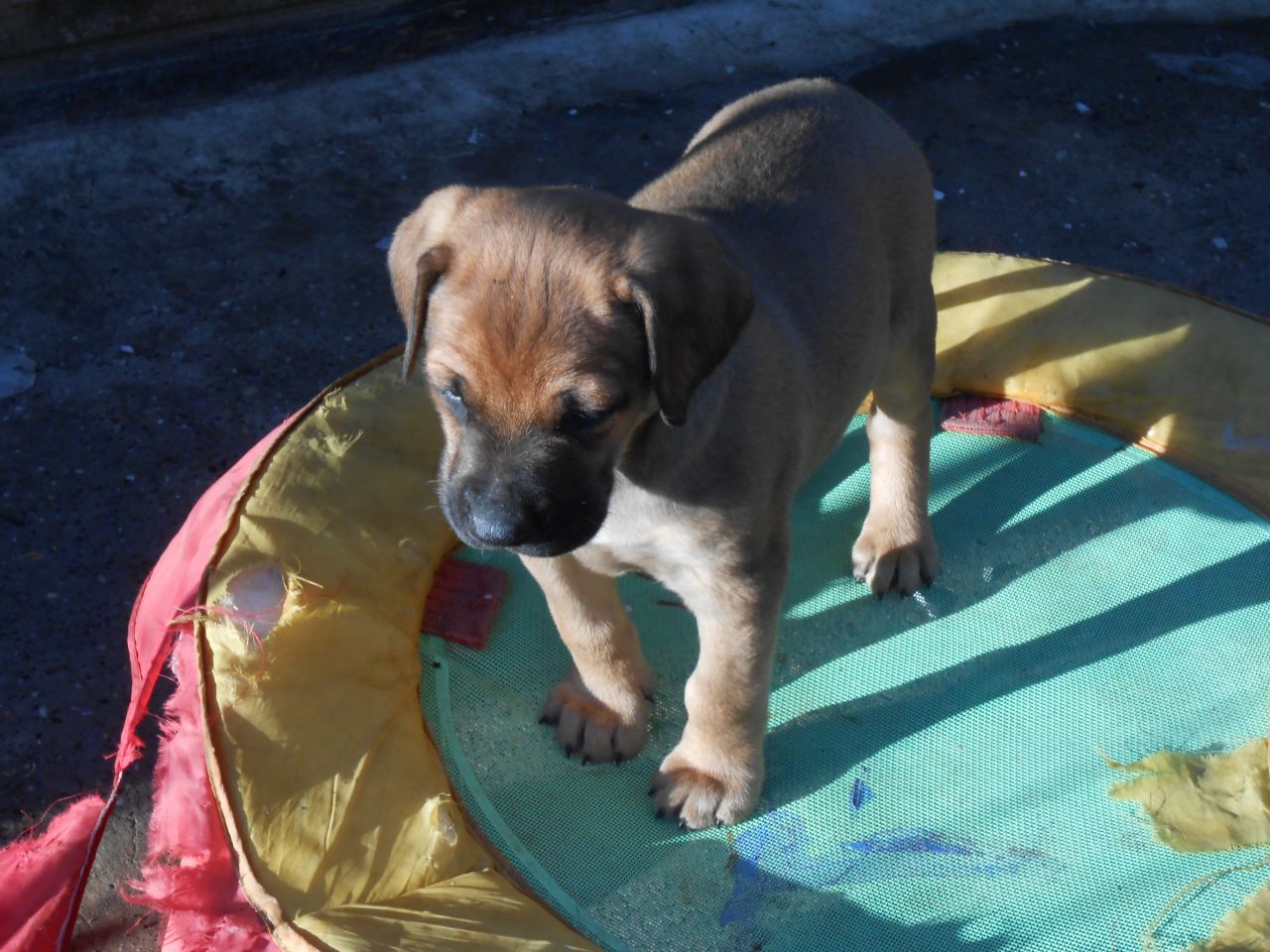 Beautiful Bullmastiff Puppies For Sale