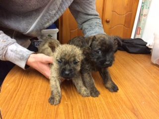 Beautiful Cairn Terrier Puppies For Sale