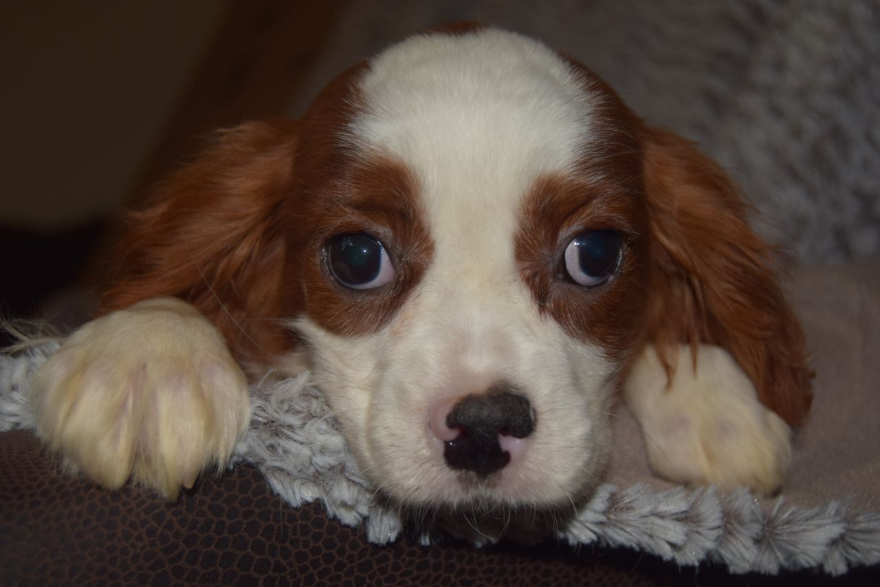 Cavalier King Charles Spaniel Puppies For Sale