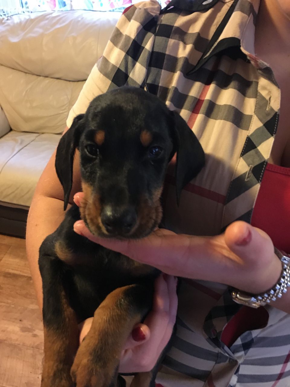 Beautiful Dobermann Puppies For Sale