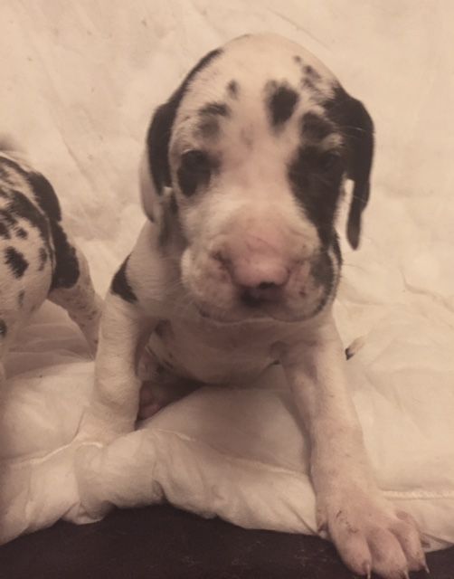 Beautiful Great Dane Puppies